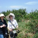 Ленинкент. Вишня.