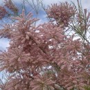 1.тамарикс.турали.2011