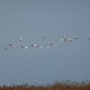 31.шипун.стая.черн.хох.турали.2.3.2012