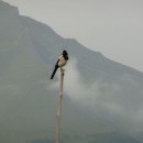 4.сорока.гочоб.22.08.2011