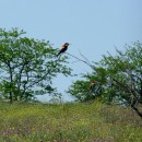 8.щурка.сарыкум.14.05.10