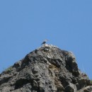 4.син.кам.дрозд.гоцатль28.07.10