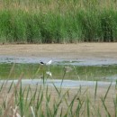 9.шилоклювка.турали.03.06.11