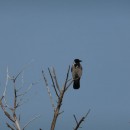 7.сер.вор.турали11.03.11