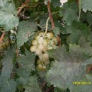 Виноград