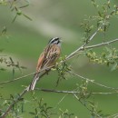 Мочох июнь 2009