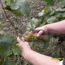 Обрезка винограда