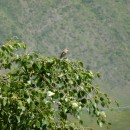 7.чечевицаоб.самка.тлярата.17-20.07.12