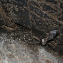 Карабудахкентский район