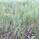 Фото Гасановой З.У.