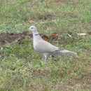 9.кольч.горл.азов09